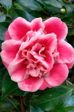 Tama Bambino Camellia Japonica - 3 Gallon Pot -Foxtail Plant Shop Camellia Tama Bambino 1 1