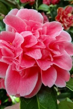 Tama Bambino Camellia Japonica - 3 Gallon Pot -Foxtail Plant Shop Camellia Tama Bambino 10 1