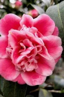 Tama Bambino Camellia Japonica - 1 Gallon Pot -Foxtail Plant Shop Camellia Tama Bambino 11