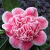 Tama Bambino Camellia Japonica - 1 Gallon Pot 8 Tama Bambino Camellia Japonica - 1 Gallon Pot -Foxtail Plant Shop Camellia Tama Bambino 12