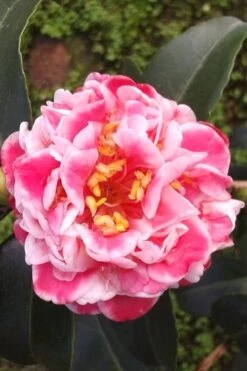 Tama Bambino Camellia Japonica - 1 Gallon Pot -Foxtail Plant Shop Camellia Tama Bambino 2
