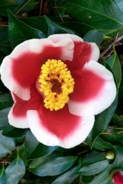 Tama Electra Camellia Japonica - 3 Gallon Pot -Foxtail Plant Shop Camellia Tama Electra 1 1