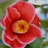 Tama Electra Camellia Japonica - 1 Gallon Pot -Foxtail Plant Shop Camellia Tama Electra 11