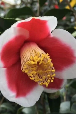 Tama No Ura Weeping Camellia Japonica - 1 Gallon Pot -Foxtail Plant Shop Camellia Tama No Ura 1