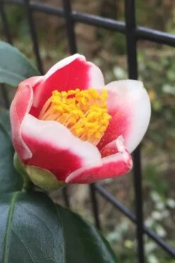 Tama No Ura Weeping Camellia Japonica - 1 Gallon Pot -Foxtail Plant Shop Camellia Tama No Ura 4