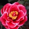 Tama Vino Camellia Japonica - 3 Gallon Pot -Foxtail Plant Shop Camellia Tama Vinio 10