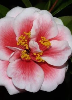 Tama Vino Camellia Japonica - 1 Gallon Pot -Foxtail Plant Shop Camellia Tama Vino 4 1