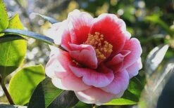 Tama Vino Camellia Japonica - 3 Gallon Pot -Foxtail Plant Shop Camellia Tama Vino 7