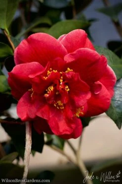 Tama Vino Camellia Japonica - 3 Gallon Pot -Foxtail Plant Shop Camellia Tama Vino JW 1