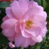 Taylors Perfection Pink Camellia Hybrid - 3 Gallon Pot -Foxtail Plant Shop Camellia Taylors Perfection 57
