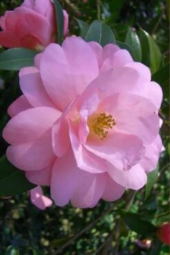 Taylors Perfection Pink Camellia Hybrid - 3 Gallon Pot