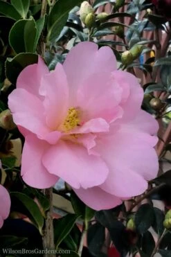 Taylors Perfection Pink Camellia Hybrid - 3 Gallon Pot -Foxtail Plant Shop Camellia Taylors Perfection 60