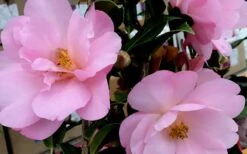 Taylors Perfection Pink Camellia Hybrid - 3 Gallon Pot -Foxtail Plant Shop Camellia Taylors Perfection 61