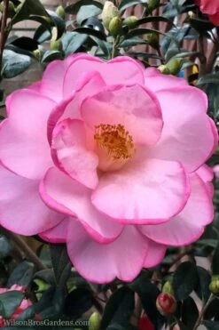 Taylors Perfection Pink Camellia Hybrid - 3 Gallon Pot -Foxtail Plant Shop Camellia Taylors Perfection 62