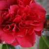 Tom Knudsen Camellia Japonica - 1 Gallon Pot -Foxtail Plant Shop Camellia Tom Knudsen 1