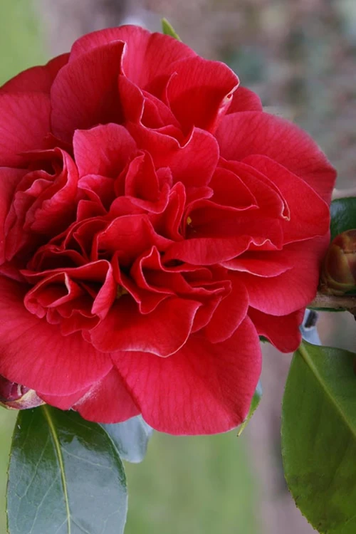 Tom Knudsen Camellia Japonica - 1 Gallon Pot 1 Tom Knudsen Camellia Japonica - 1 Gallon Pot
