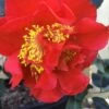 Turandot Camellia Japonica - 3 Gallon Pot -Foxtail Plant Shop Camellia Turandot 6