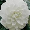 White By The Gate Camellia Japonica - 3 Gallon Pot -Foxtail Plant Shop Camellia White By The Gate 5 1