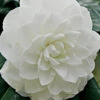 White By The Gate Camellia Japonica - 6 Pack Of 1 Gallon Pot -Foxtail Plant Shop Camellia White By The Gate 5