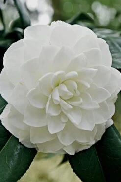 White By The Gate Camellia Japonica - 7 Gallon Pot