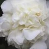White Debutante Camellia Japonica - 3 Gallon Pot -Foxtail Plant Shop Camellia White Debutante 21
