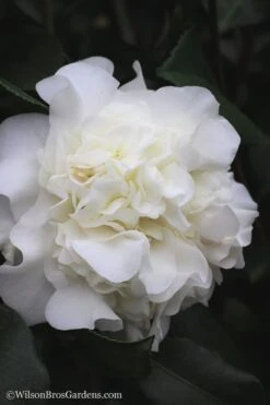 White Debutante Camellia Japonica - 3 Gallon Pot -Foxtail Plant Shop Camellia White Debutante 22