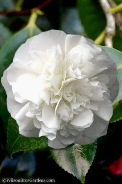 White Debutante Camellia Japonica - 3 Gallon Pot -Foxtail Plant Shop Camellia White Debutante 5