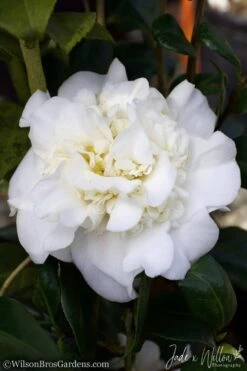 White Debutante Camellia Japonica - 3 Gallon Pot -Foxtail Plant Shop Camellia White Debutante JW 2