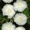 October Magic White Shishi Gashira Dwarf Camellia Sasanqua - 3 Gallon Pot 7 October Magic White Shishi Gashira Dwarf Camellia Sasanqua - 3 Gallon Pot -Foxtail Plant Shop Camellia White ShiShi Gashira 1