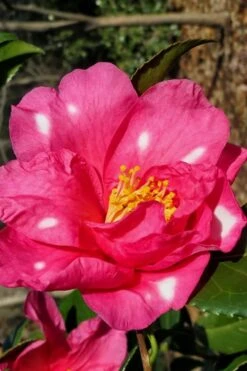 Winter's Fire Cold Hardy Camellia - 3 Gallon Pot -Foxtail Plant Shop Camellia Winters Fire 1