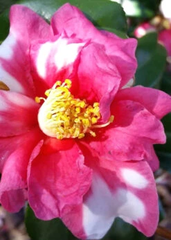 Winter's Fire Cold Hardy Camellia - 1 Gallon Pot 11 Winter's Fire Cold Hardy Camellia - 1 Gallon Pot -Foxtail Plant Shop Camellia Winters Fire 11 1