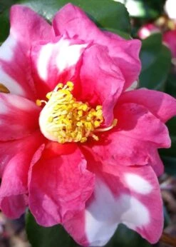 Winter's Fire Cold Hardy Camellia - 3 Gallon Pot -Foxtail Plant Shop Camellia Winters Fire 11