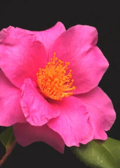 Winter's Fire Cold Hardy Camellia - 1 Gallon Pot 12 Winter's Fire Cold Hardy Camellia - 1 Gallon Pot -Foxtail Plant Shop Camellia Winters Fire 13 1