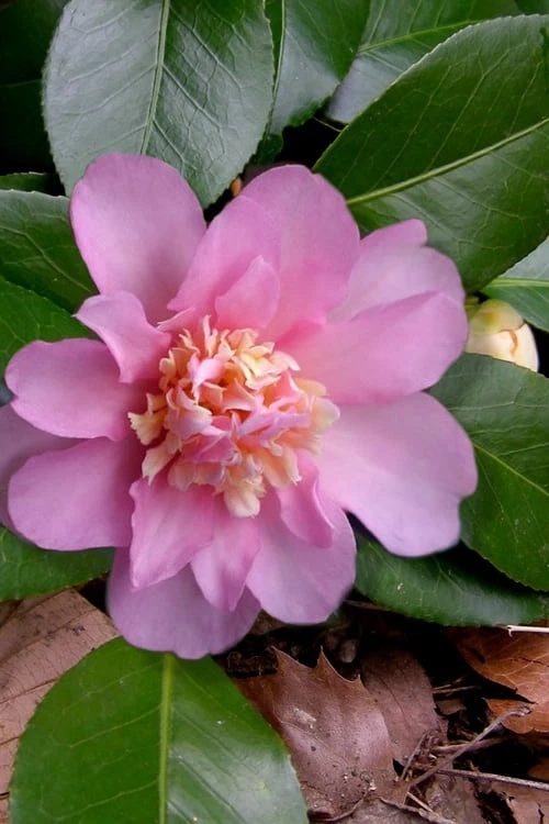 Winter's Interlude Cold Hardy Pink Camellia - 3 Gallon Pot 1 Winter's Interlude Cold Hardy Pink Camellia - 3 Gallon Pot