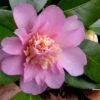 Winter's Interlude Cold Hardy Pink Camellia - 1 Gallon Pot -Foxtail Plant Shop Camellia Winters Interlude 1