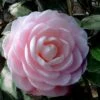 Winter's Rose Cold Hardy Dwarf Camellia - 2 Gallon Pot -Foxtail Plant Shop Camellia Winters Rose 4 1