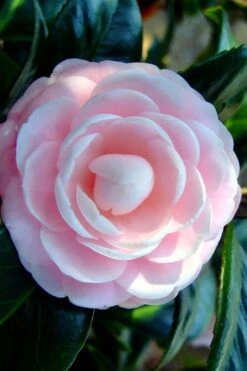 Winter's Rose Cold Hardy Dwarf Camellia - 3 Gallon Pot -Foxtail Plant Shop Camellia Winters Rose 6