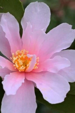 Winter's Toughie Cold Hardy Camellia - 1 Gallon Pot -Foxtail Plant Shop Camellia Winters Toughie 3