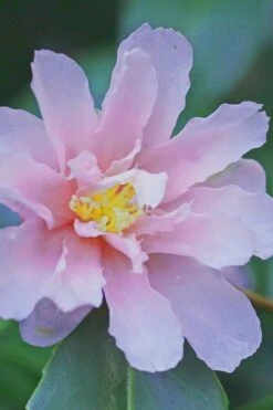 Winter's Toughie Cold Hardy Camellia - 3 Gallon Pot -Foxtail Plant Shop Camellia Winters Toughiet 6 1