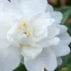 Winter's Waterlily Cold Hardy Camellia - 3 Gallon Pot -Foxtail Plant Shop Camellia Winters Waterlily 1