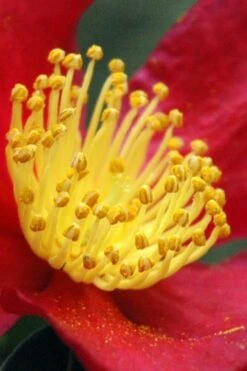 Yuletide Camellia Sasanqua - 3 Gallon Pot -Foxtail Plant Shop Camellia Yuletide 30 3