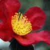 Yuletide Camellia Sasanqua - 6 Pack Of 1 Gallon Pots -Foxtail Plant Shop Camellia Yuletide 31