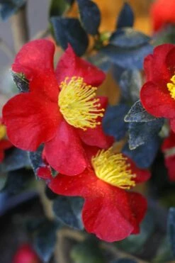 Yuletide Camellia Sasanqua - 2.5 Quart Pot 11 Yuletide Camellia Sasanqua - 2.5 Quart Pot -Foxtail Plant Shop Camellia Yuletide 32 4