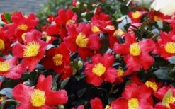 Yuletide Camellia Sasanqua - 3 Gallon Pot -Foxtail Plant Shop Camellia Yuletide 34 3