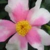 Yume Camellia Sasanqua - 3 Gallon Pot -Foxtail Plant Shop Camellia Yume 1