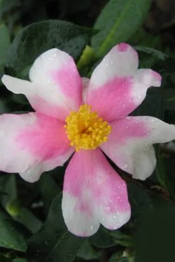 Yume Camellia Sasanqua - 3 Gallon Pot 11 Yume Camellia Sasanqua - 3 Gallon Pot -Foxtail Plant Shop Camellia Yume 2