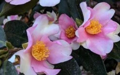 Yume Camellia Sasanqua - 3 Gallon Pot 9 Yume Camellia Sasanqua - 3 Gallon Pot -Foxtail Plant Shop Camellia Yume 5