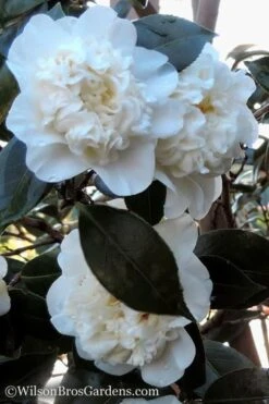 Fifth Avenue White Camellia Japonica - 3 Gallon Pot -Foxtail Plant Shop Camellia fifth avenue 20