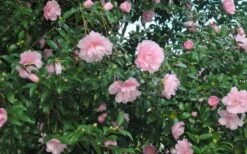 Cotton Candy Camellia Sasanqua - 3 Gallon Pot -Foxtail Plant Shop CamelliaCottonCandy 2 2