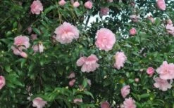 Cotton Candy Camellia Sasanqua - 6 Pack Of 1 Gallon Pots 8 Cotton Candy Camellia Sasanqua - 6 Pack Of 1 Gallon Pots -Foxtail Plant Shop CamelliaCottonCandy 2 3